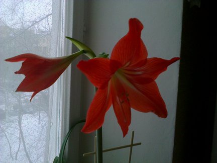 Мои любимые комнатные цветы №108139