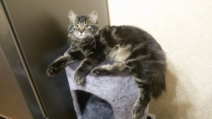 Мой вышивальный дневник №108345