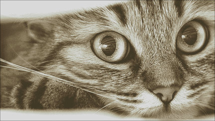 Разработка схем по фото (портреты) №111103