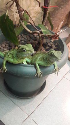 Мое хобби (рисование)... №111916