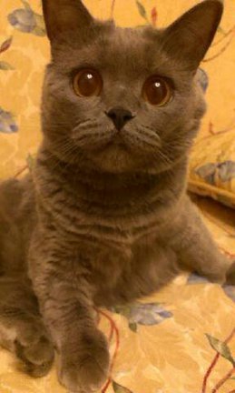 Наши домашние любимчики №113392