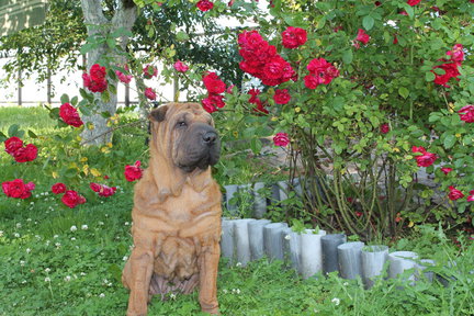 Создание схемы в Stitch Art Easy! 4.0. Пошаговая инструкция. №115756