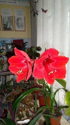 Мои любимые комнатные цветы №115910