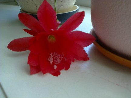 Мои любимые комнатные цветы №119648