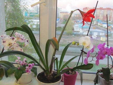 Мои любимые комнатные цветы №119667