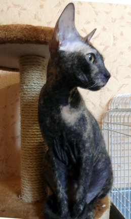 Наши домашние любимчики №120301