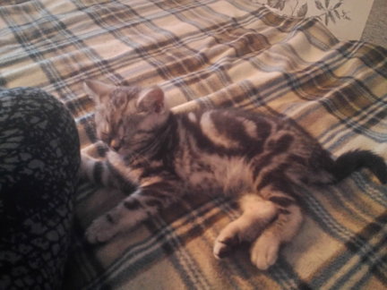 Наши домашние любимчики №120311