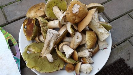 Как я провел этим летом №126780