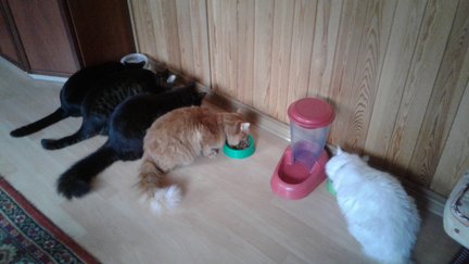 Как я провел этим летом №126782