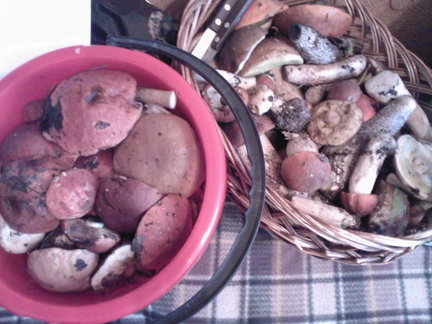 Как я провел этим летом №126790