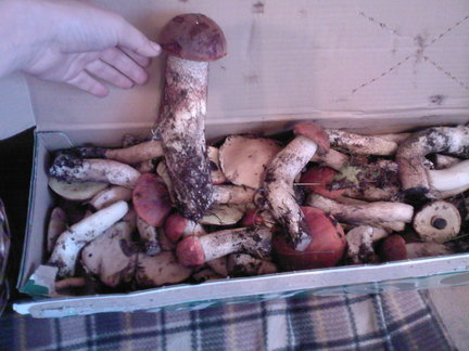 Как я провел этим летом №126793