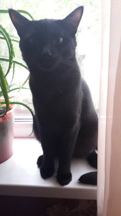 Закатный витраж с кошкой №128779