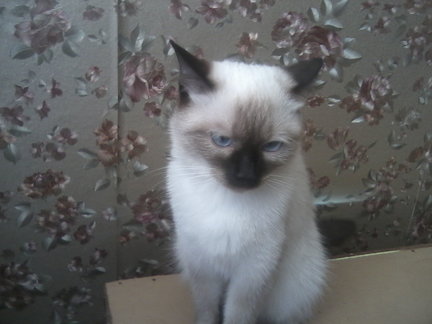 Наши домашние вдохновители и просто невозможные любимки! №128943