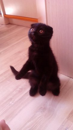 Наши домашние любимчики №128957