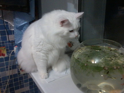 Наши домашние вдохновители и просто невозможные любимки! №128989