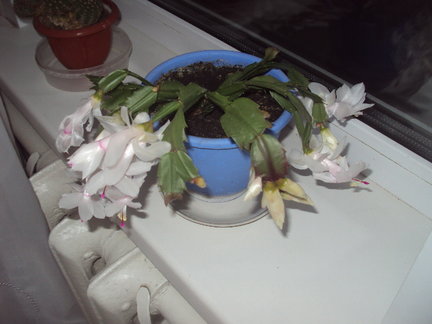 Наши домашние вдохновители и просто невозможные любимки! №129084