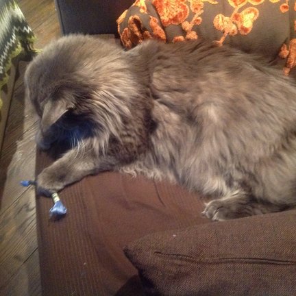 Наши домашние вдохновители и просто невозможные любимки! №129099