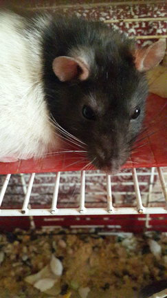 Наши домашние вдохновители и просто невозможные любимки! №129101