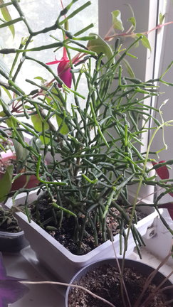 Наши домашние вдохновители и просто невозможные любимки! №129104