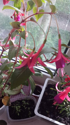 Наши домашние вдохновители и просто невозможные любимки! №129106