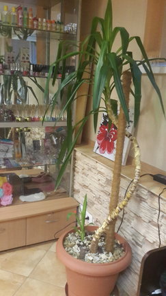 Наши домашние вдохновители и просто невозможные любимки! №129176