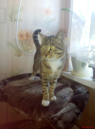 Наши домашние вдохновители и просто невозможные любимки! №129243