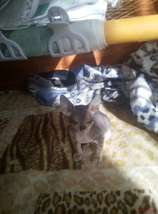 Наши домашние вдохновители и просто невозможные любимки! №129244