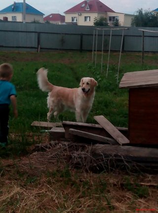 Наши домашние вдохновители и просто невозможные любимки! №129245