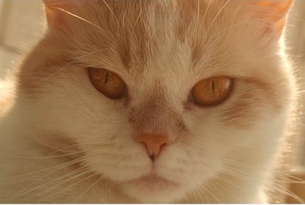 Наши домашние вдохновители и просто невозможные любимки! №129262