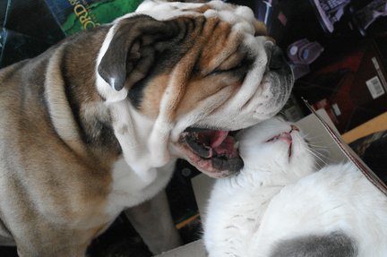 Наши домашние вдохновители и просто невозможные любимки! №129267