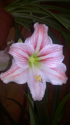 Наши домашние вдохновители и просто невозможные любимки! №129268