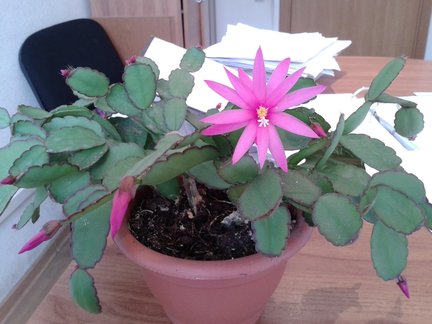 Наши домашние вдохновители и просто невозможные любимки! №129308