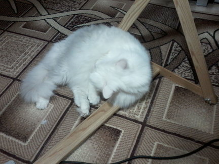 Наши домашние вдохновители и просто невозможные любимки! №129577