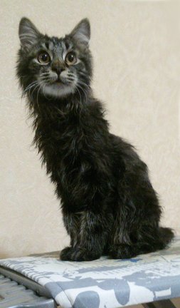 Наши домашние вдохновители и просто невозможные любимки! №129908