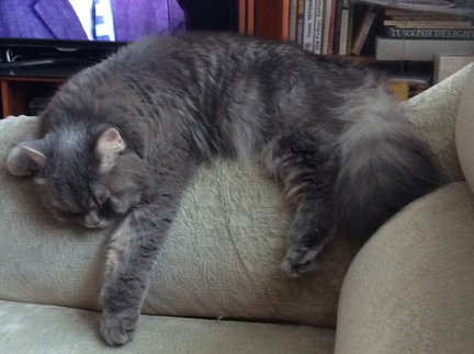 Наши домашние вдохновители и просто невозможные любимки! №129954