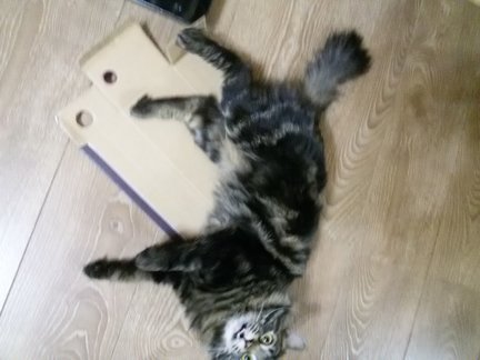 Наши домашние вдохновители и просто невозможные любимки! №129967