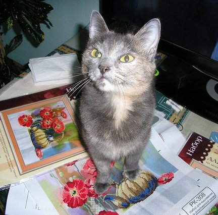 Наши домашние вдохновители и просто невозможные любимки! №129984