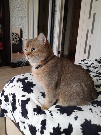 Мои два долгостроя №130876