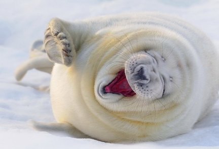 Наши домашние вдохновители и просто невозможные любимки! №134088