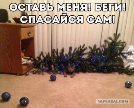 Наши домашние вдохновители и просто невозможные любимки! №134221