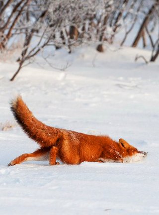 Закатный витраж с кошкой №134510