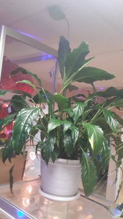 Наши домашние вдохновители и просто невозможные любимки! №134865