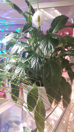 Наши домашние вдохновители и просто невозможные любимки! №134867