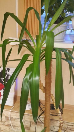 Наши домашние вдохновители и просто невозможные любимки! №134868