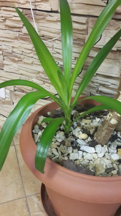 Наши домашние вдохновители и просто невозможные любимки! №134869