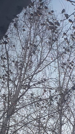 Птичья вышивка №136053