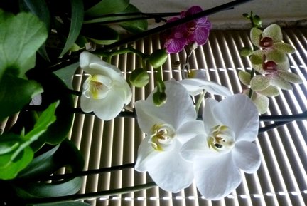 Девочка и лебедь №136977