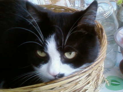 Наши домашние любимчики №137819