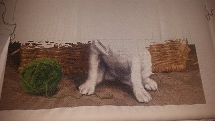 Щенки от Золотого Руно №140581