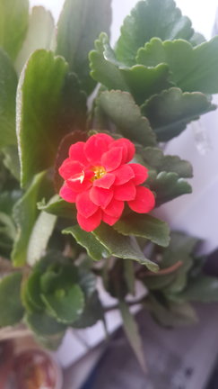 Наши домашние вдохновители и просто невозможные любимки! №140627